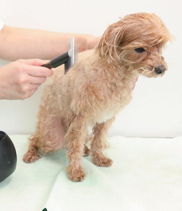 ドライはブラシを使って