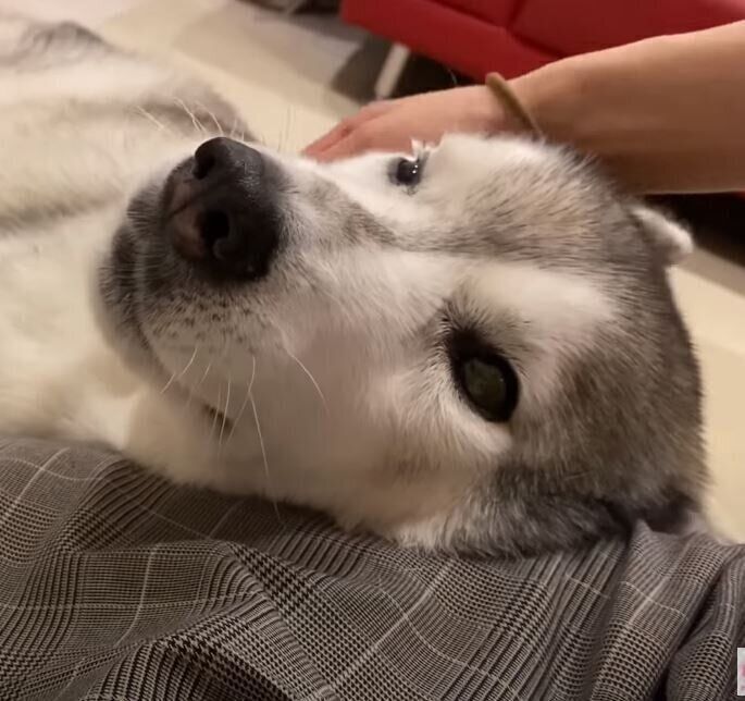 甘えるシベリアン・ハスキー