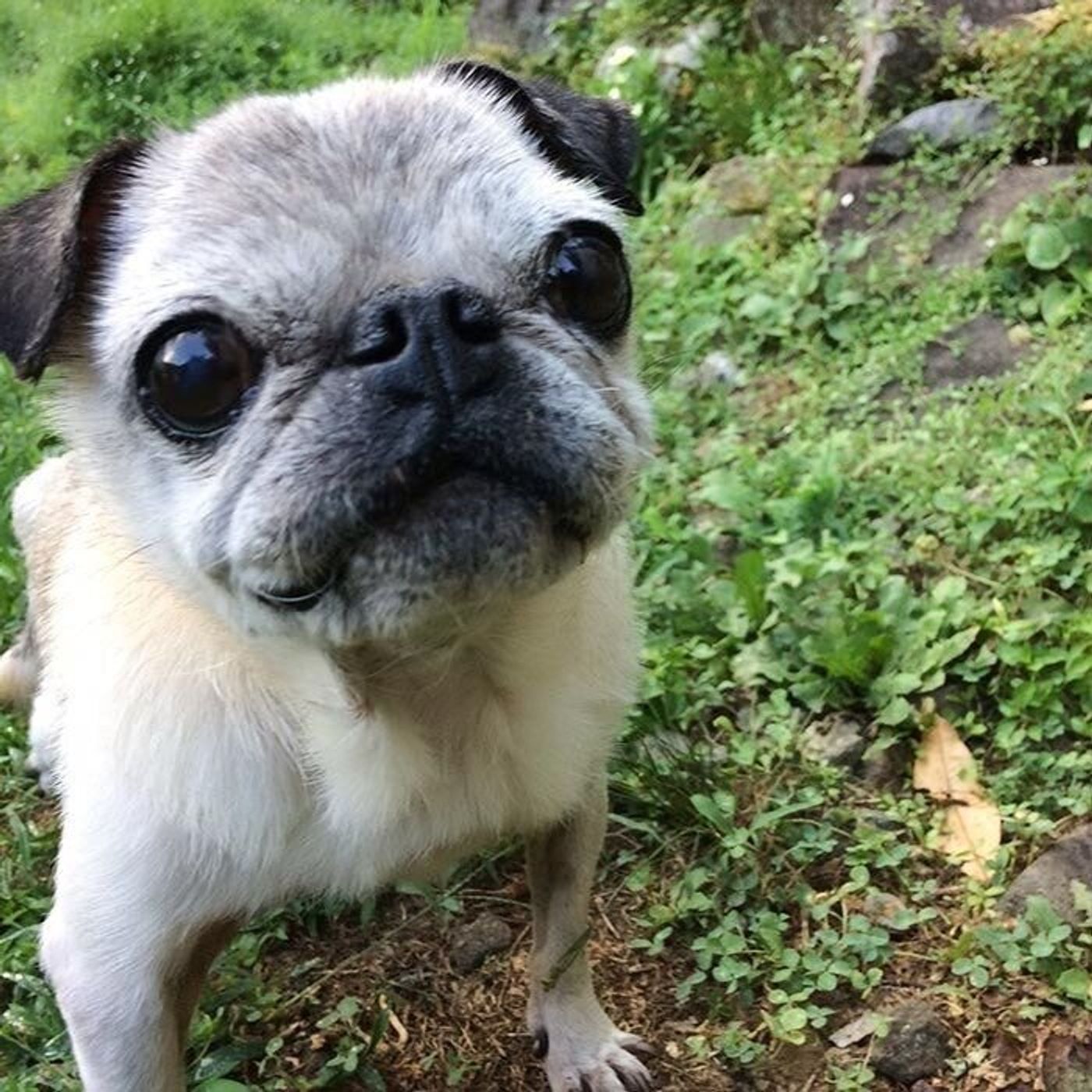 犬がどんなに汚れても 楽しくて元気ならそれでいい 連載 パグ犬 めー Vol 125 いぬのきもちweb Magazine 犬がどんなに汚れても 楽しくて元気ならそれでいい 連載 パグ犬 めー Vol 125 いぬのきもちweb Magazine