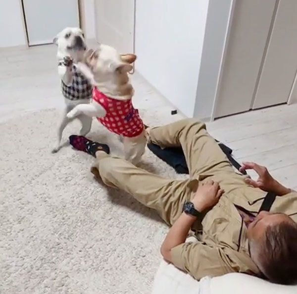 お出迎えするフレンチ・ブルドッグ