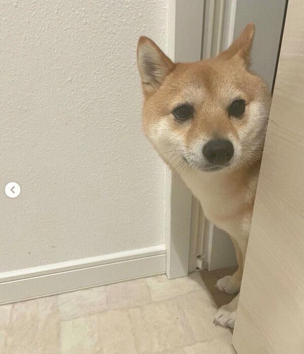「かまって」とアピールするこむぎくん