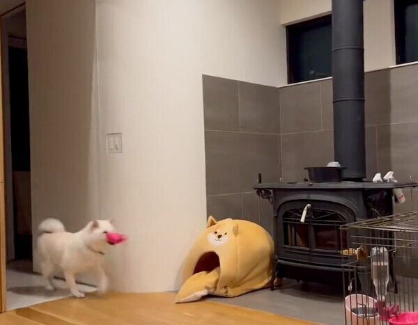 「なにか」をくわえてくるしらたまちゃん