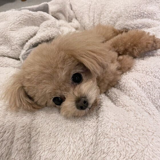 トイ・プードルのマロン君