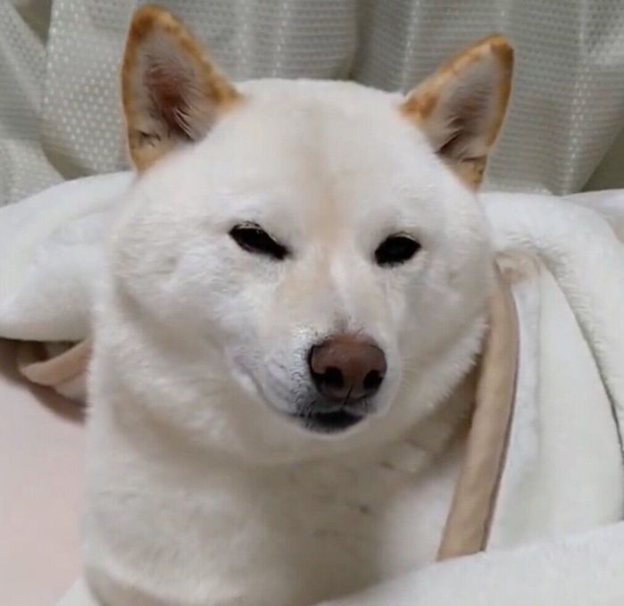 毛布にくるまるはるちゃん