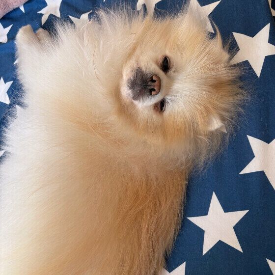 ポメラニアンのモコくん