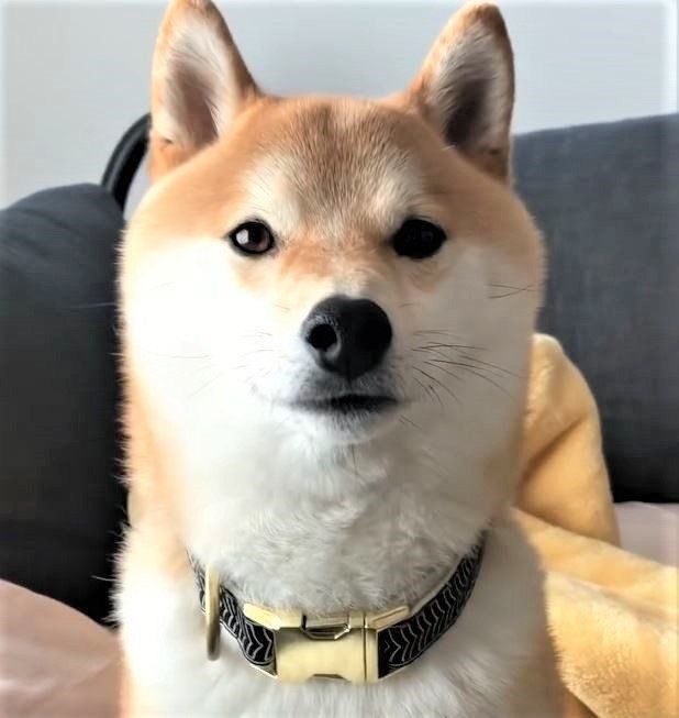 正面を向く柴犬