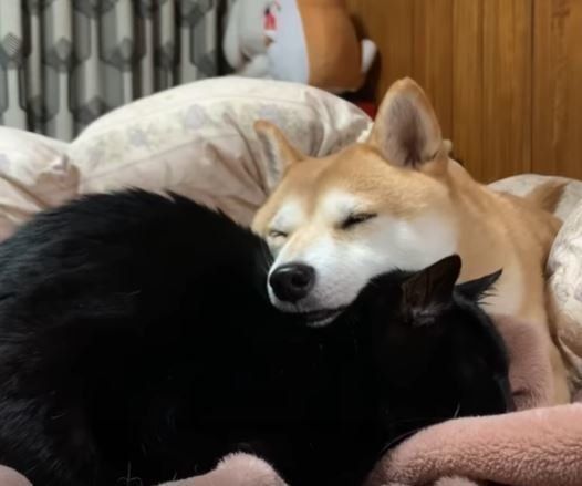 柴犬　ももちゃん