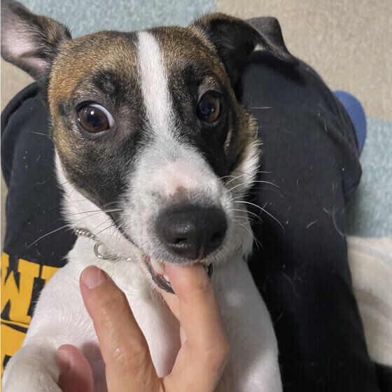 チュパチュパと飼い主の指吸いをする犬のきもち 人の指をおしゃぶりするのはなぜ? いぬのきもち