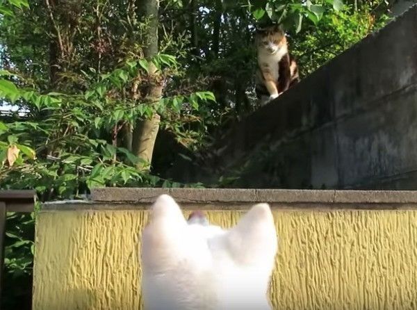 猫先輩に遭遇したワンコ