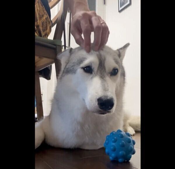 「頭トントン」が好きな百福ちゃん