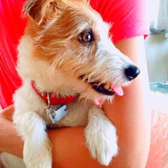 ジャック・ラッセル・テリア