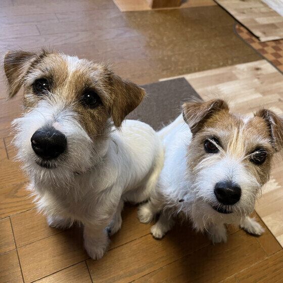 犬が薬を飲まない・嫌がる理由と投薬のコツを獣医師に聞いた いぬのきもち