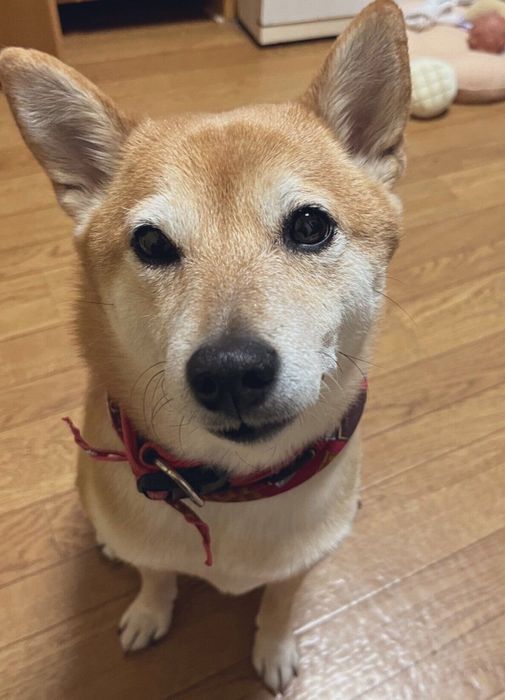 りんごが欲しくて待っていたむぎちゃん