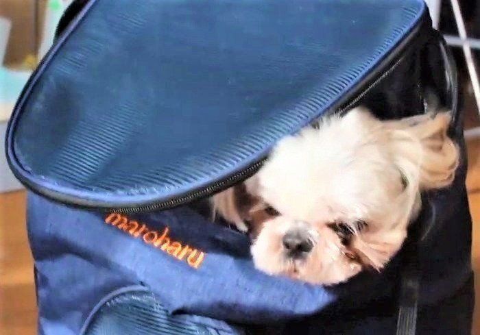 バッグの中の犬