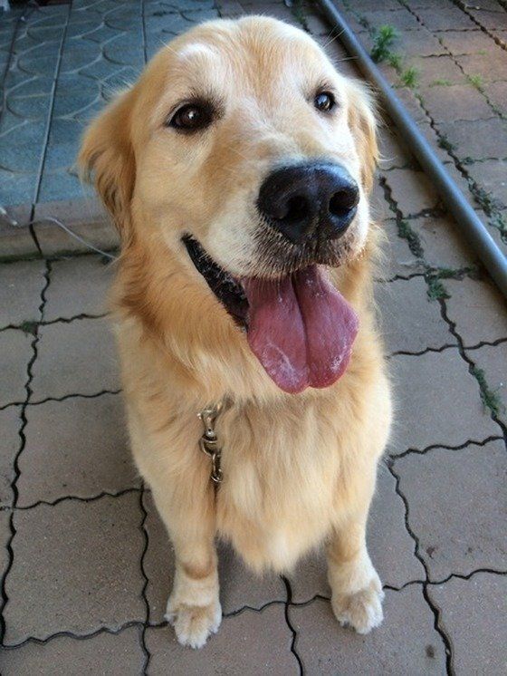 ゴールデン・レトリーバーのallenくん