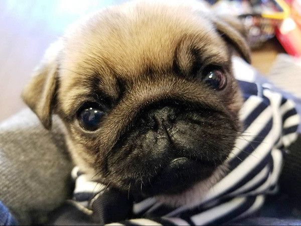 見つめるパグ