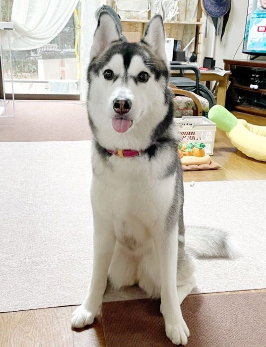 舌を出すウカちゃん