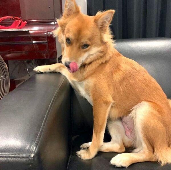 舌を出すラテちゃん