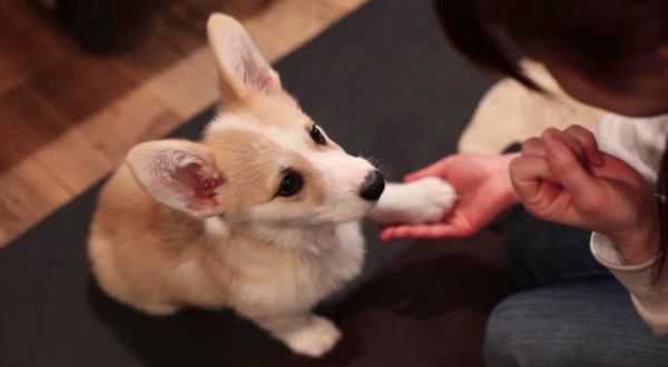 初めてお手ができたコーギー