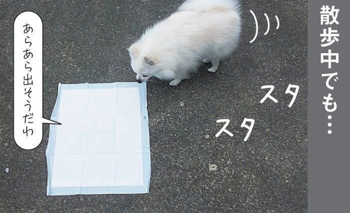 めるもちゃん