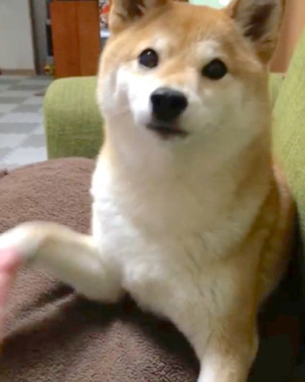 おやつを食べたい柴犬