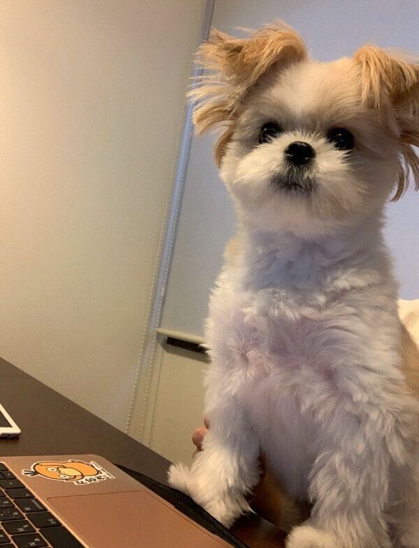 パソコンを触らせないようにするぽん酢ちゃん