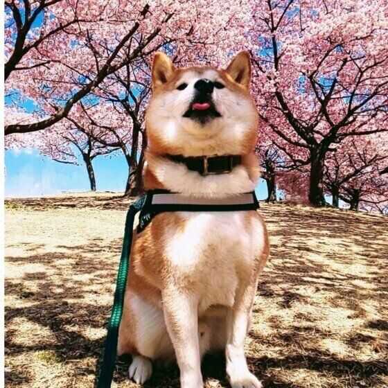 「人見知りをする犬としない犬の特徴」と犬を人に慣らすためにできること いぬのきもち