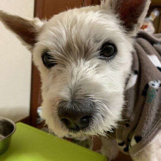 フリースの洋服を着てこちらを見つめるハイランド・ホワイト・テリア、顔のアップ