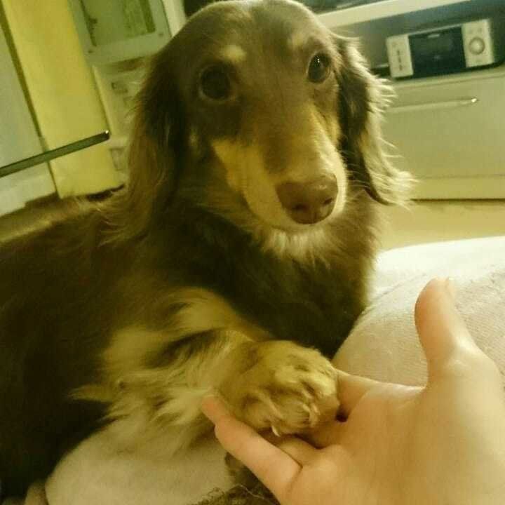 ミニチュア・ダックスフンドのオテ