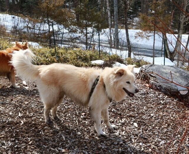 映画 ストレイ を観て考える 犬の幸せとは何か 穴澤賢の犬のはなし いぬのきもちweb Magazine