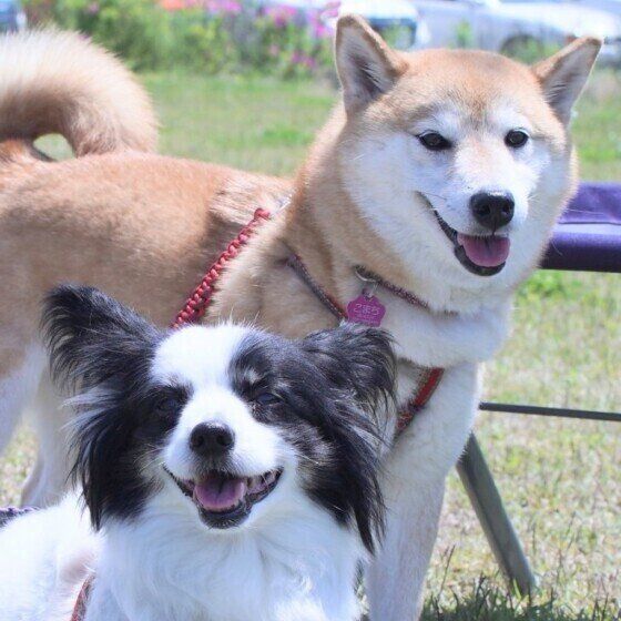元気に散歩する柴とパピヨン