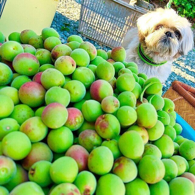 シーズー犬マンガてんぽshihtzu