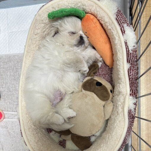 2カ月のてんまるくん