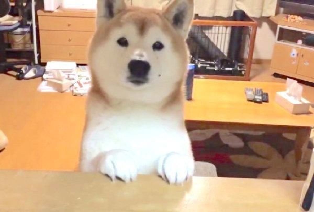 素通りできない 背中で語る犬の姿に胸キュンする人続出のワケ いぬのきもちweb Magazine 素通りできない 背中で語る犬の姿に胸キュンする人続出のワケ いぬのきもちweb Magazine