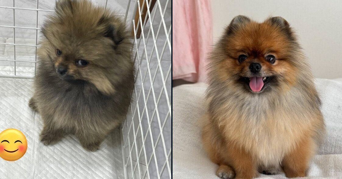 イヴちゃんの成長ビフォーアフター