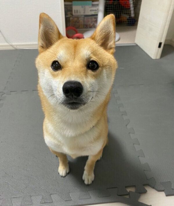 見つめるまめ助くん