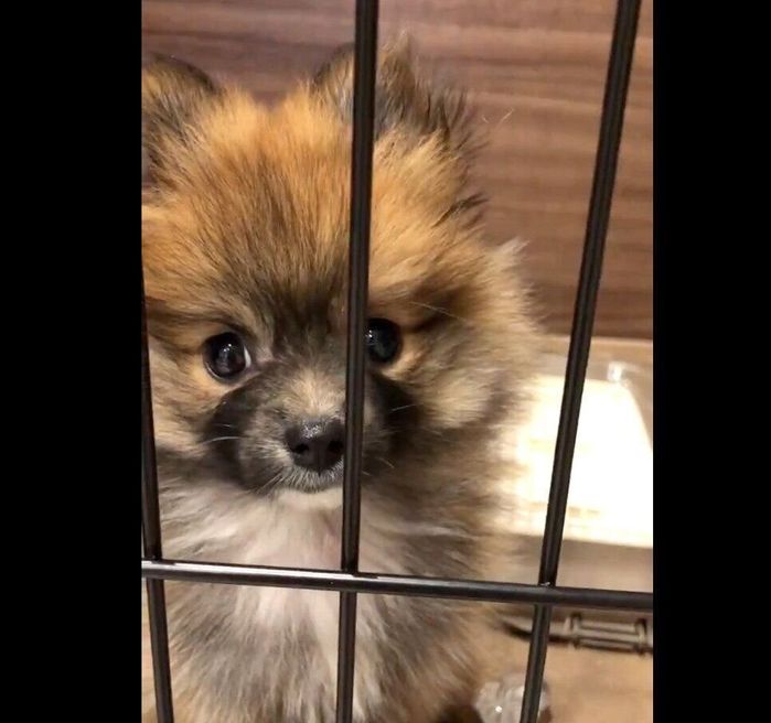 子犬時代のぽてとちゃん