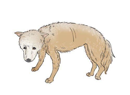 ハイよろよろ歩きの犬