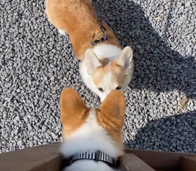 二匹のコーギー犬