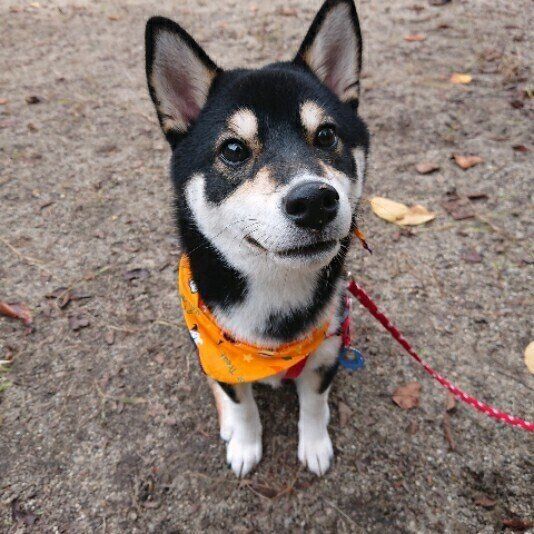 犬が地面や床をホリホリする理由 エピソードやかわいい動画も いぬのきもちweb Magazine