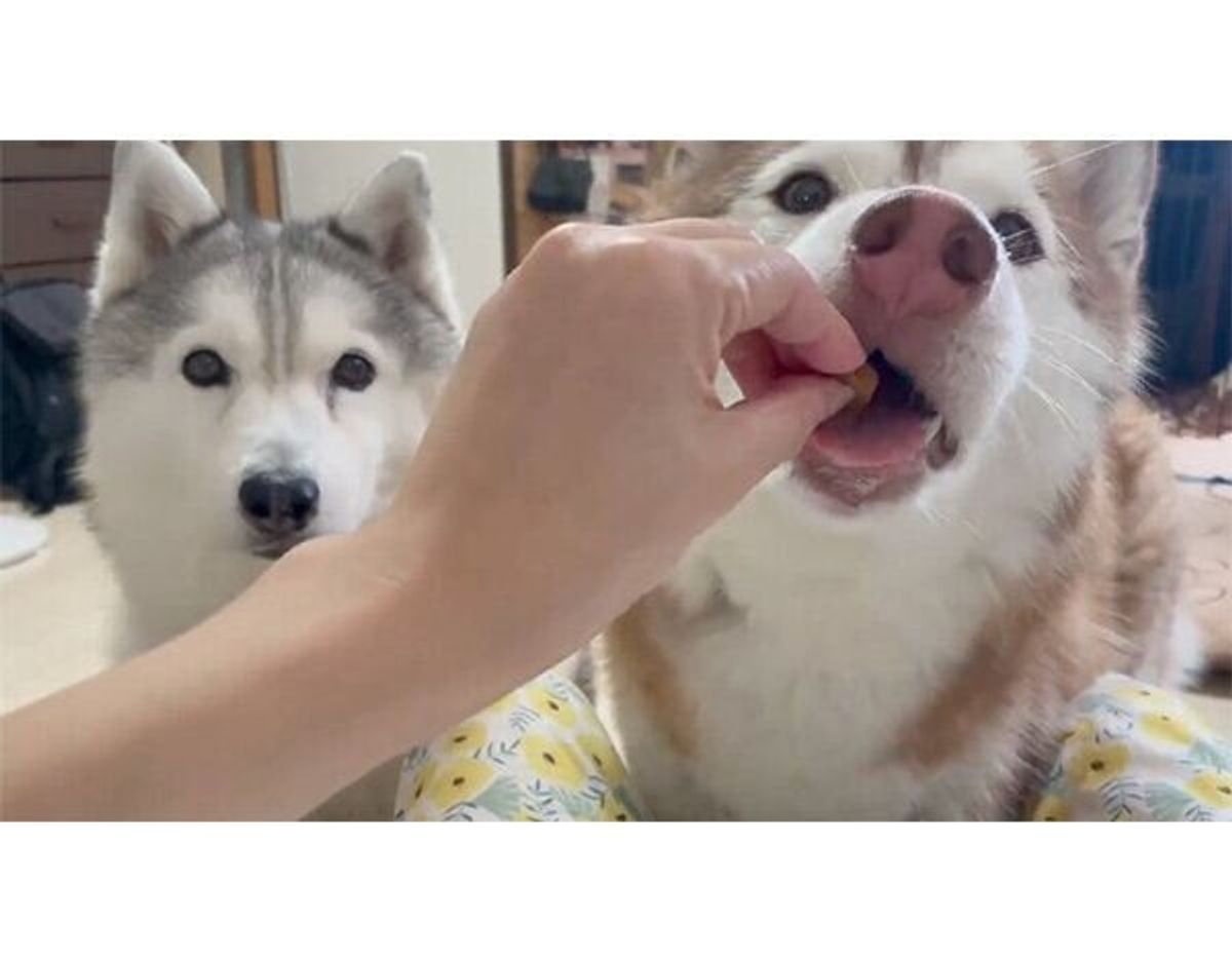 ここまで違うの おやつをもらうハスキー2頭の 食べ方 にびっくり いぬのきもちweb Magazine ここまで違うの おやつをもらうハスキー2頭の 食べ方 にびっくり いぬのきもちweb Magazine