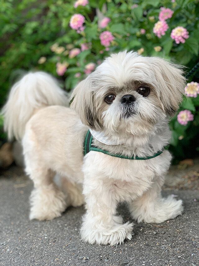 シーズー犬マンガてんぽshihtzu