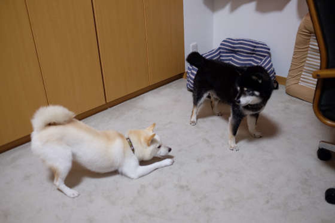 犬がお尻を高く上げる プレイバウ どんな意味があるの いぬのきもちweb Magazine 犬がお尻を高く上げる プレイバウ どんな意味があるの いぬのきもちweb Magazine