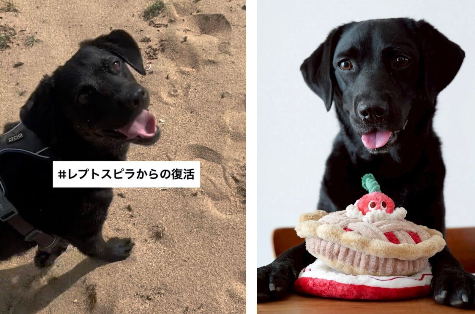 レプトスピラ症から回復したうぶちゃん