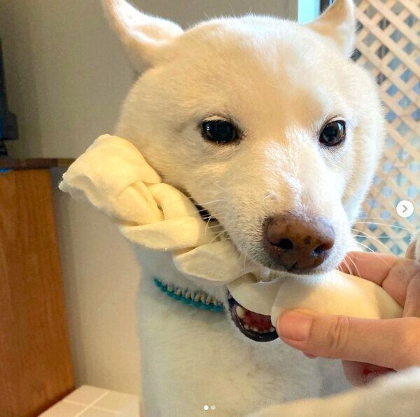 ガムを噛む福来くん