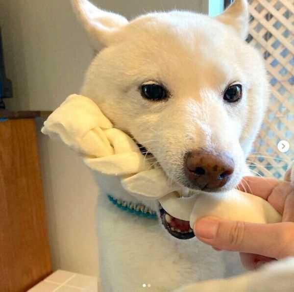 ガムを噛む福来くん