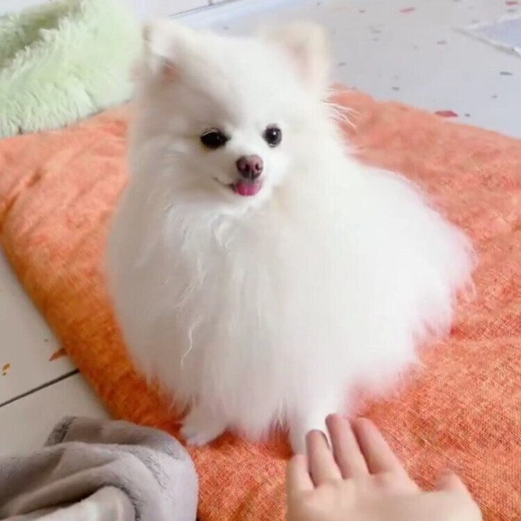 飼い主さんに「オテ！」といわれた太郎くん