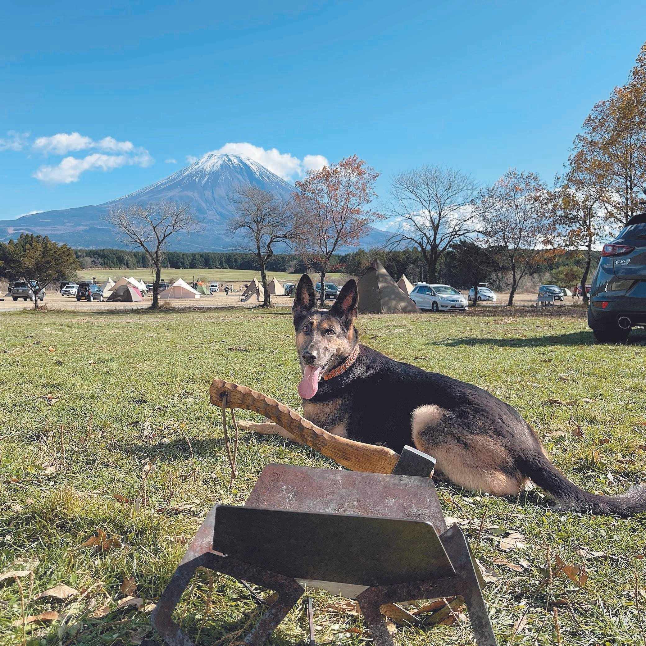 お話を伺ったOさんの愛犬シエラちゃん（メス・9才／ジャーマン・シェパード・ドッグ）。広々とした自然の中で、思いっきり遊んでのんびり過ごす、シエラちゃんにも最高のひととき
