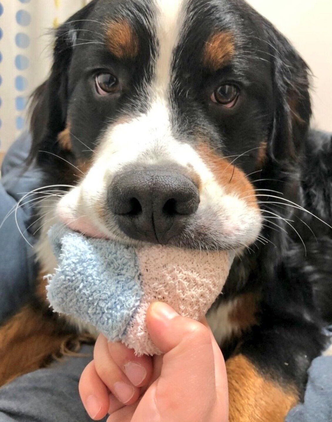 ムニッとした口元が可愛いココアくん