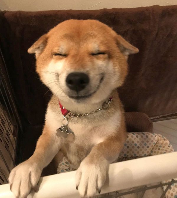 全力ひこうき耳の柴犬